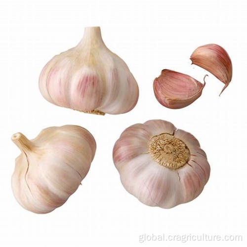 Organic Normal Red Garlic Wholesale New Red Garlic Seeds Price Supplier